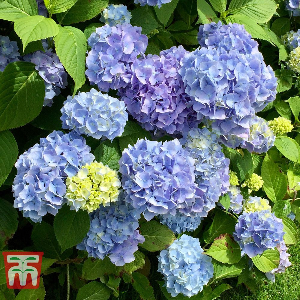 Hortensie Early Blue