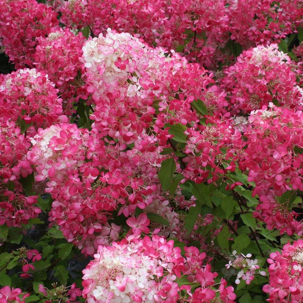 Hortensie de gradina fucsia-alb-roz Pink Diamond