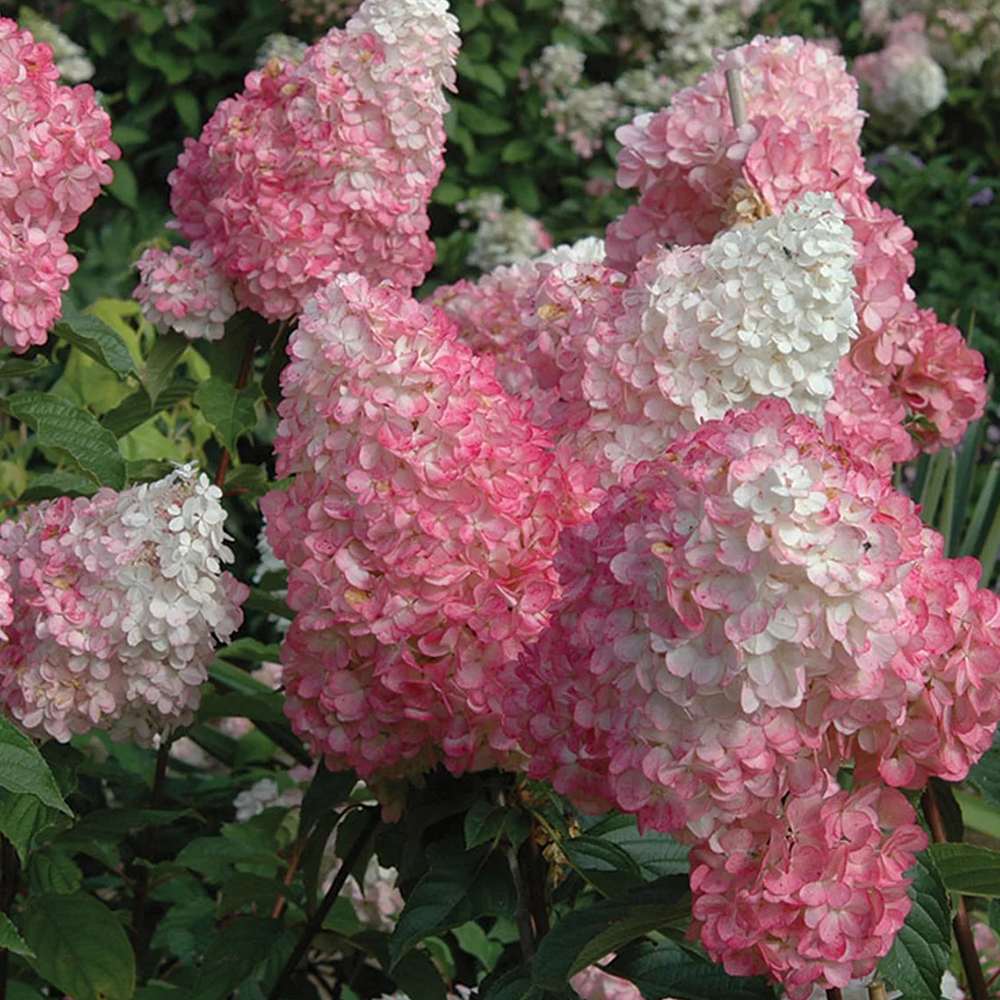 Hortensie de gradina fucsia-alb-roz Pink Diamond