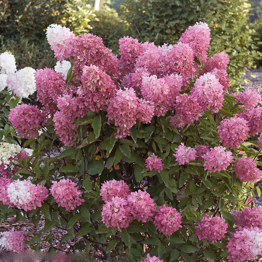 Hortensie de gradina fucsia-alb-roz Pink Diamond
