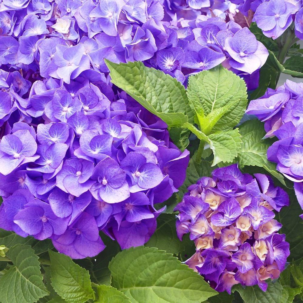 Hortensie de Gradina Mov Little Purple Xs