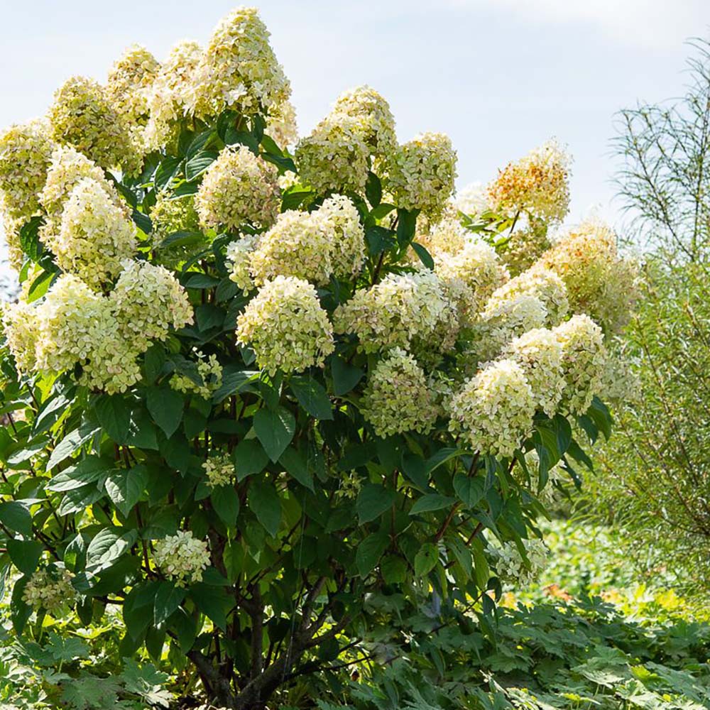 Hortensie Alba-Verzui Magical Candle