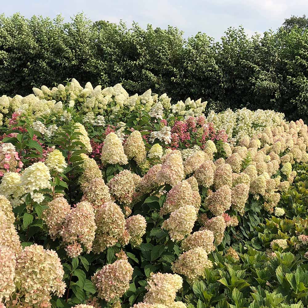 Hortensie Alba-Verzui Magical Candle