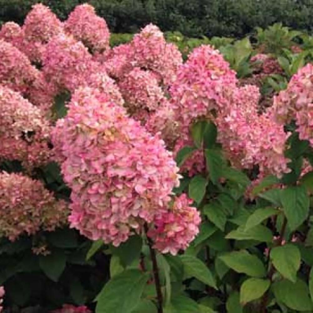 Hortensie Alba-Verzui Magical Candle