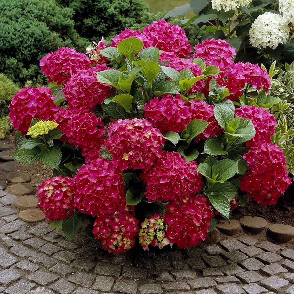 Hortensia de gradina Forever, cu flori rosii
