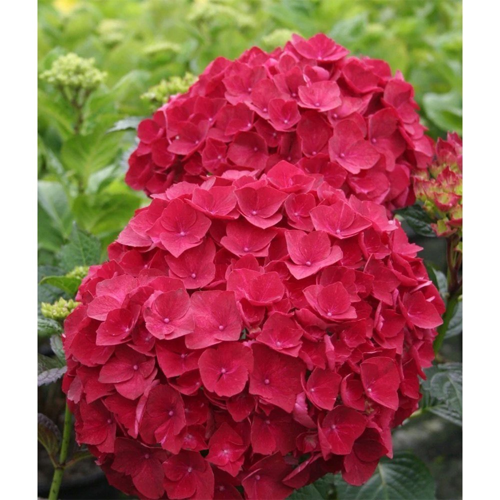 Hortensia de gradina Forever, cu flori rosii