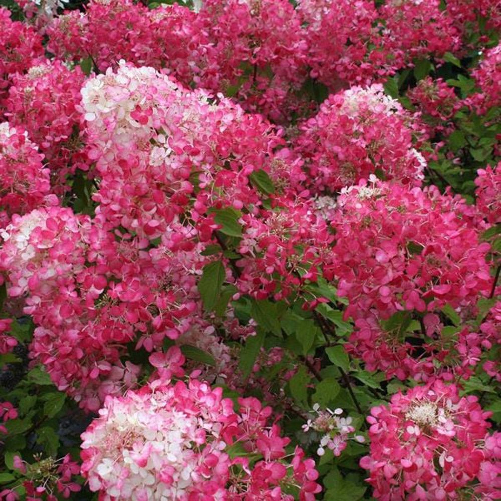 Hortensie de Gradina Tip Copac Diamant Rouge, cu flori roz-alb