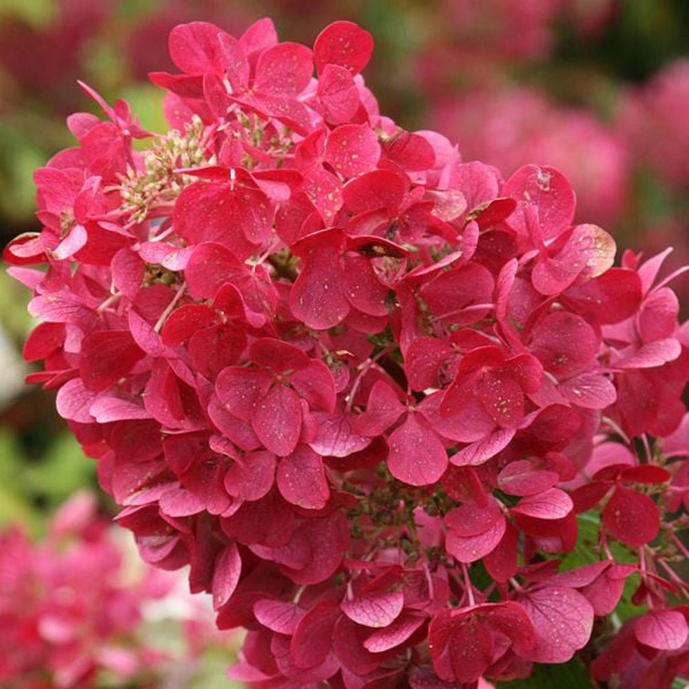 Hortensie de Gradina Tip Copac Diamant Rouge, cu flori roz-alb
