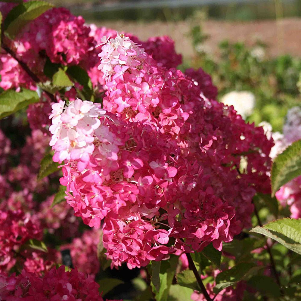 Hortensia de Gradina Fraise Melba, cu flori roz-alb