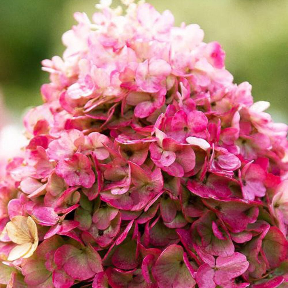 Hortensie de Gradina Tip Copac Living Creations, cu flori roz-alb