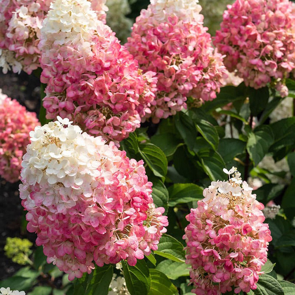 Hortensie de Gradina Tip Copac Living Creations, cu flori roz-alb