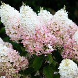 Hortensie roz-alb Living Creations - Tip Copac - VERDENA-Tulpina 65 cm inaltime, livrat in ghiveci de 7.5 l