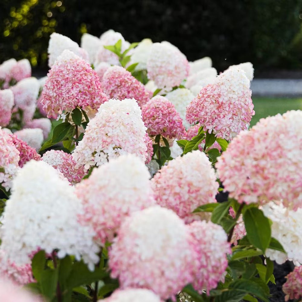 Hortensie de Gradina Tip Copac Living Creations, cu flori roz-alb