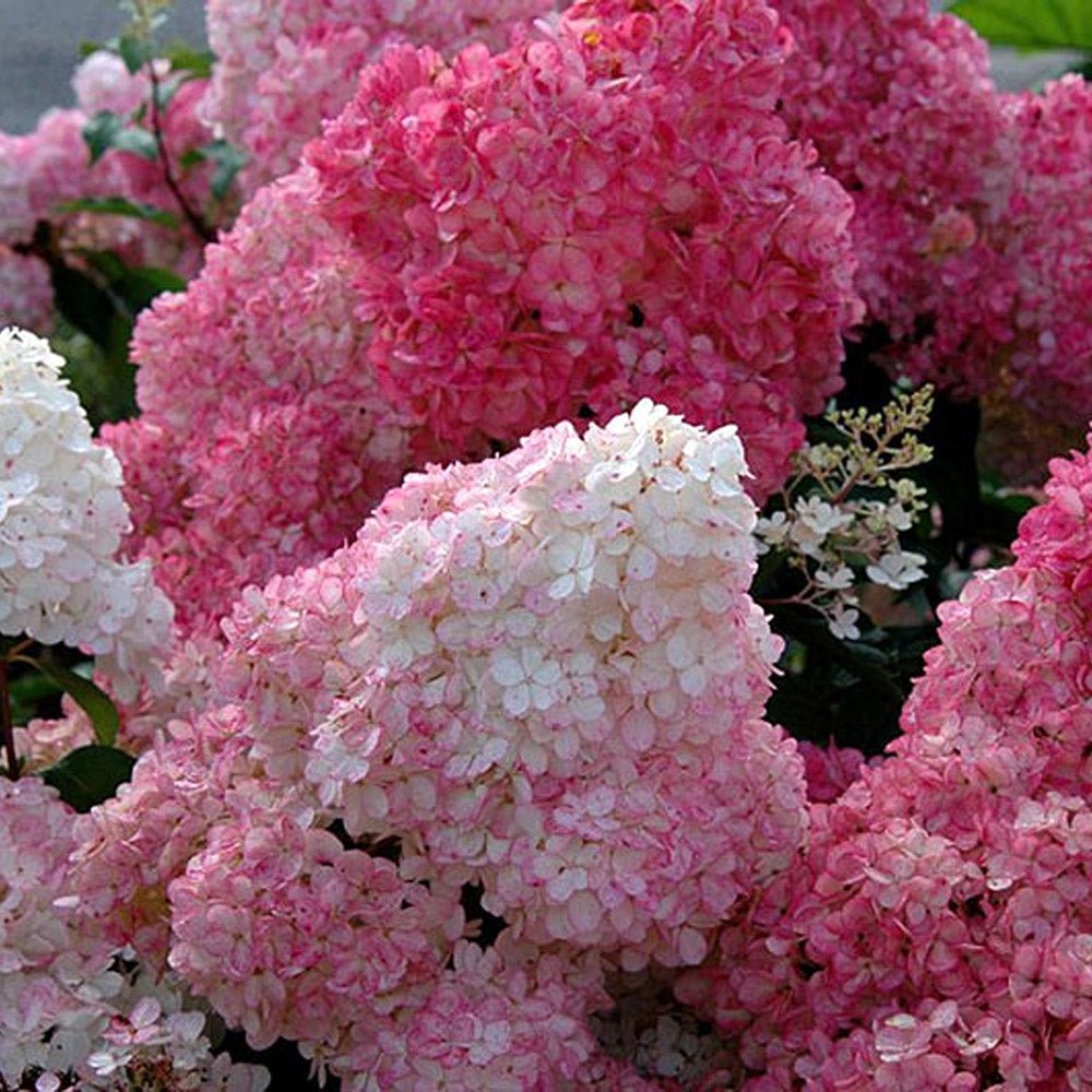 Hortensie de gradina Sundae Fraise, cu flori roz-alb