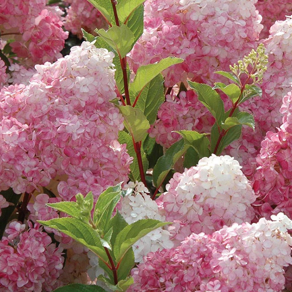 Hortensie de gradina Sundae Fraise, cu flori roz-alb