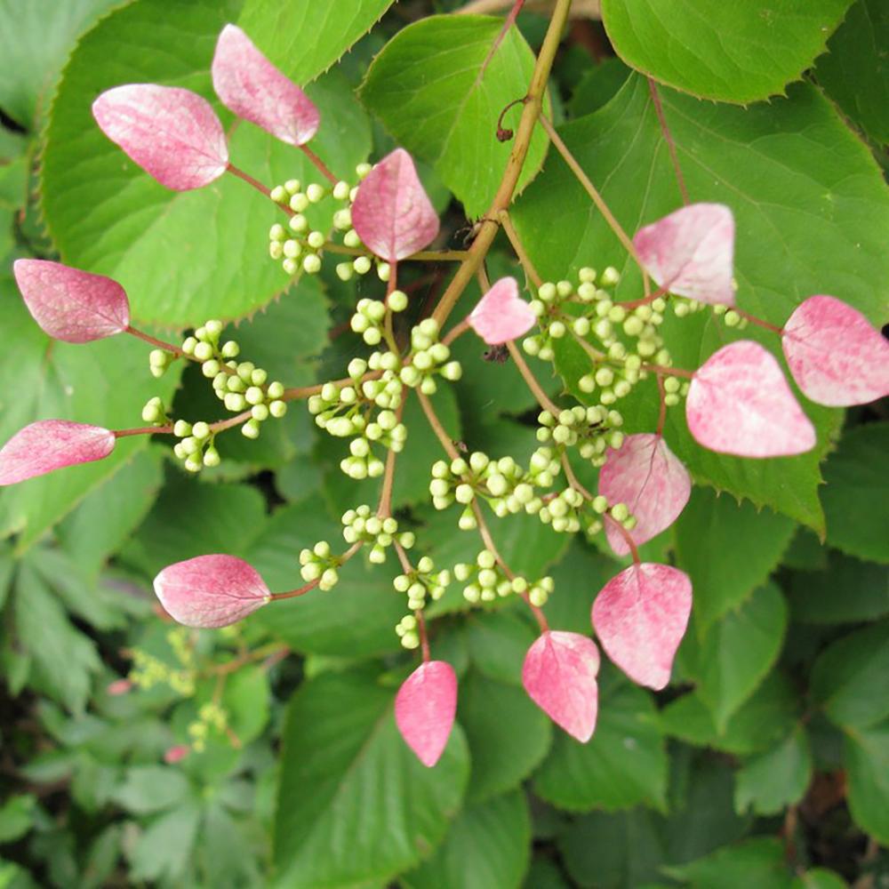 Hortensie Urcatoare Rose Sensation