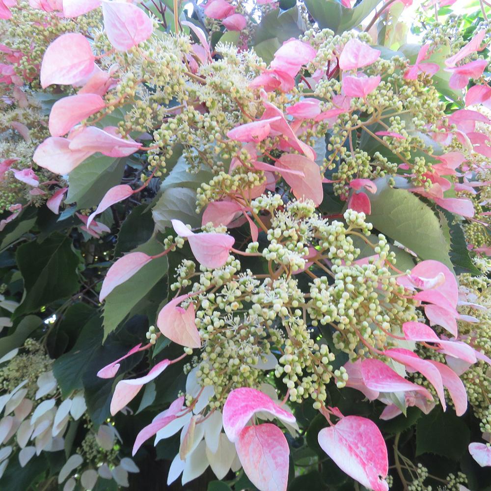 Hortensie Urcatoare Rose Sensation