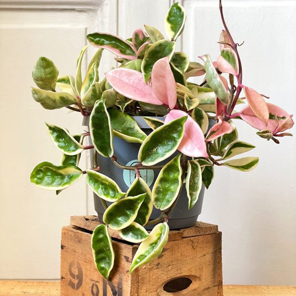 Hoya Carnosa Tricolor (Krimson Princess)