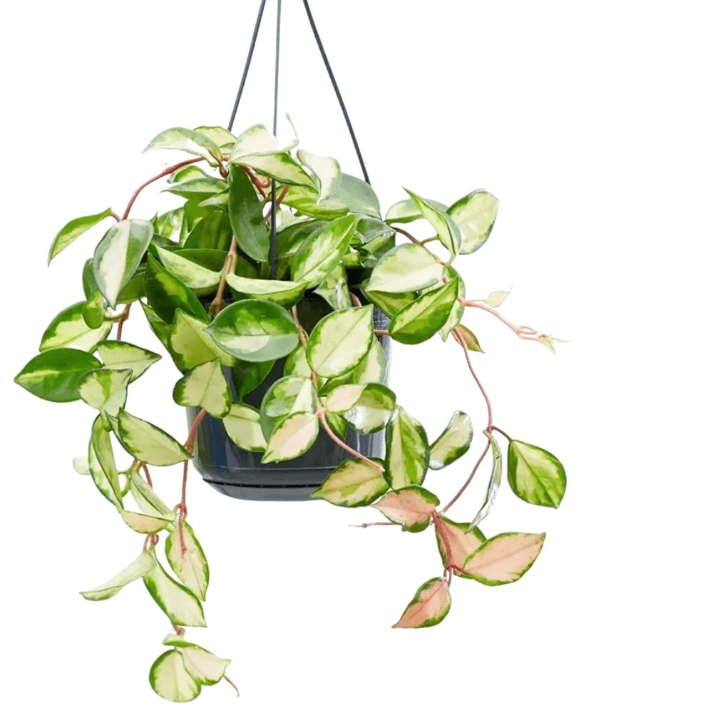 Hoya Carnosa Tricolor (Krimson Princess)