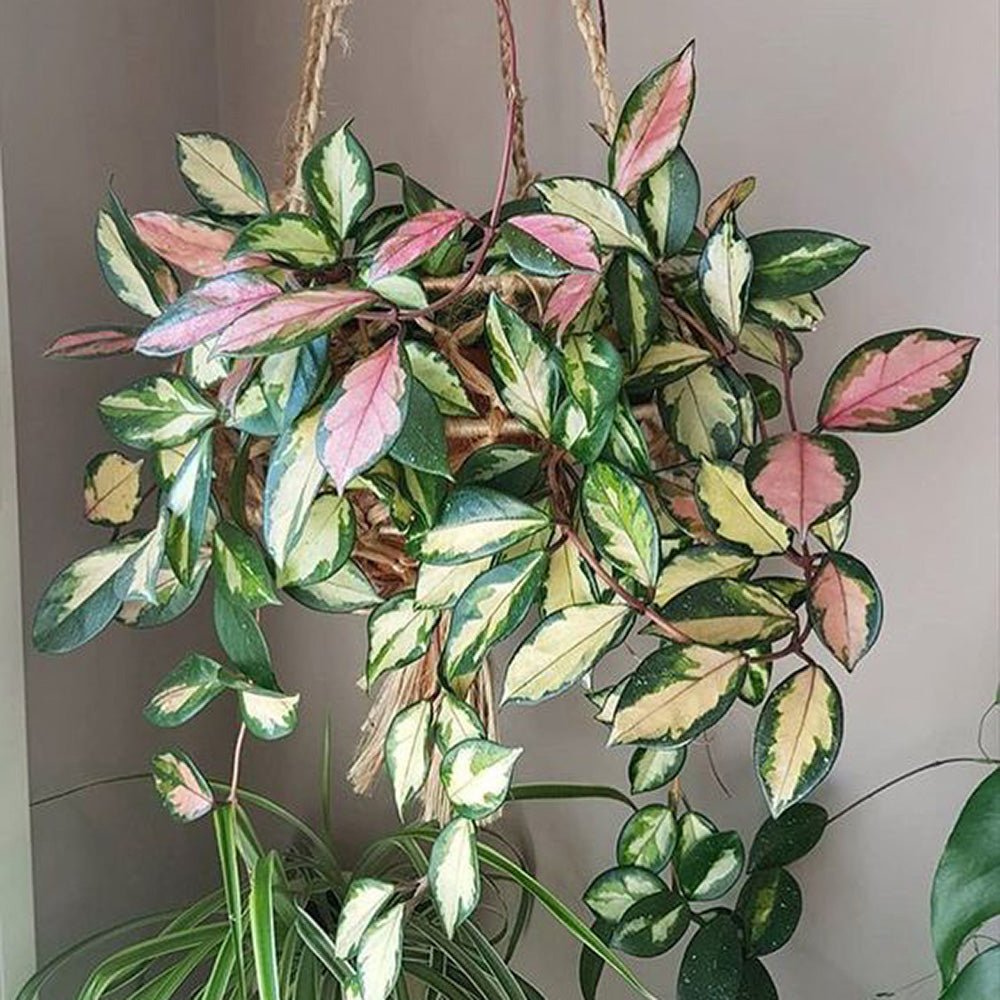 Hoya Carnosa Tricolor (Krimson Princess)