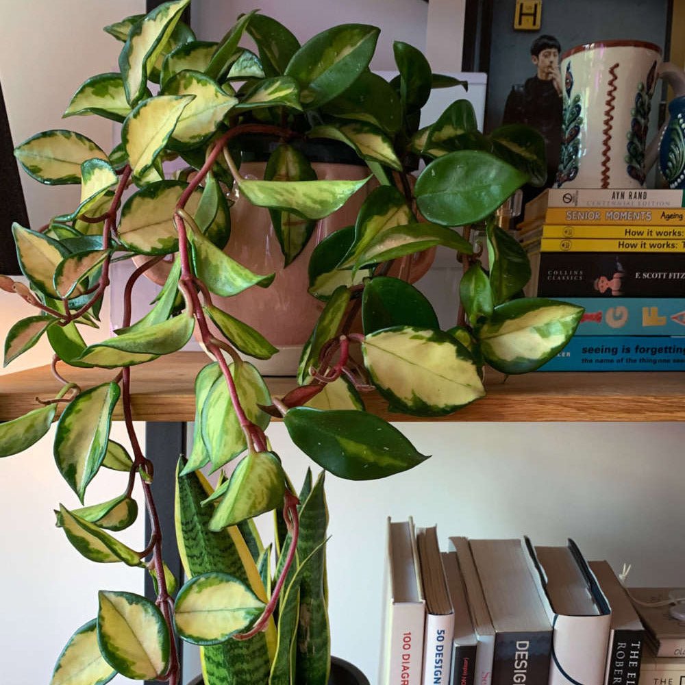 Hoya Carnosa Tricolor (Krimson Princess)