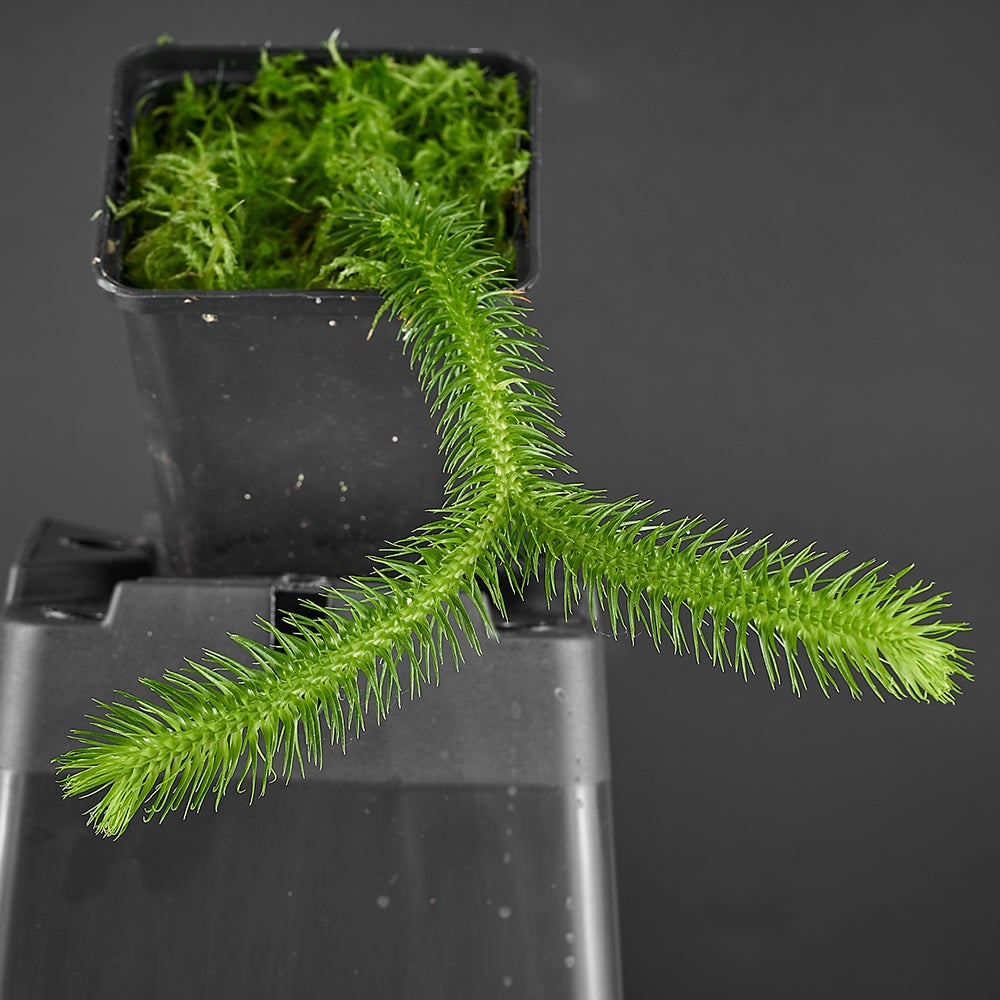 Huperzia Squarrosa (Hanger) - 55 cm