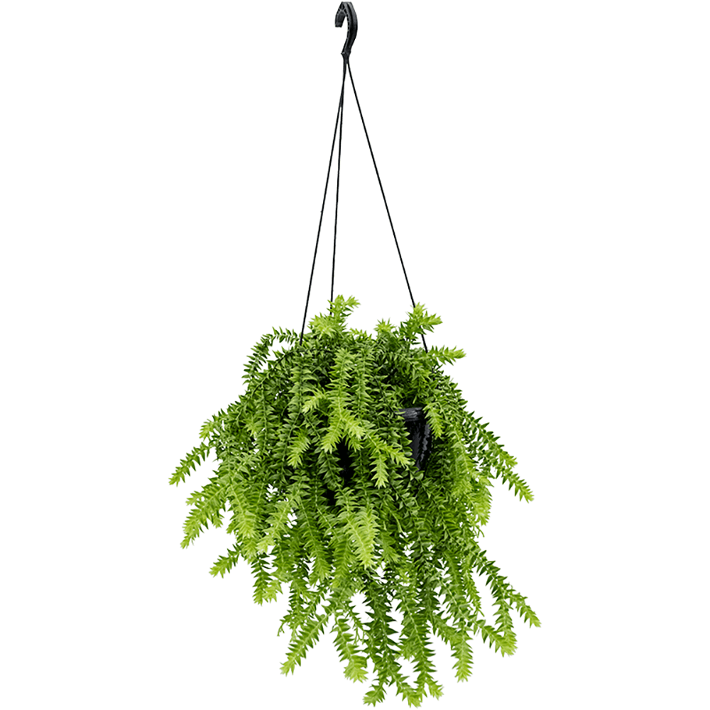 Huperzia Squarrosa (Hanger) - 55 cm