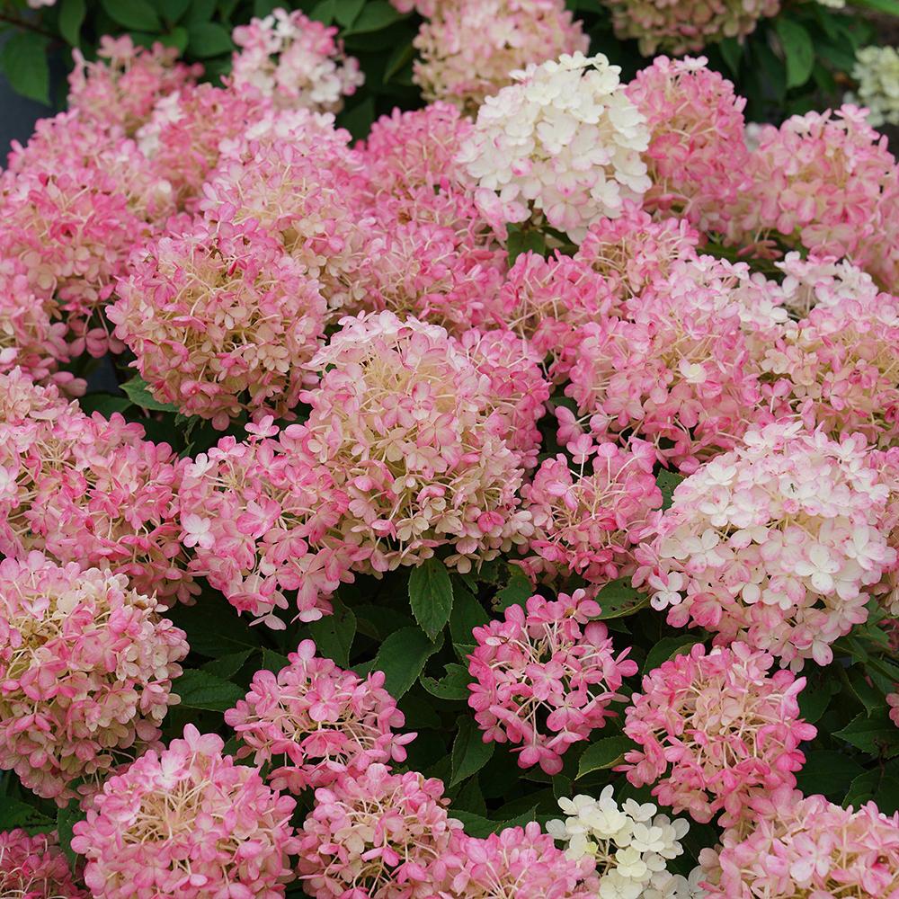 Hortensia de gradina Fire Light, cu frunze roz-rosiatic