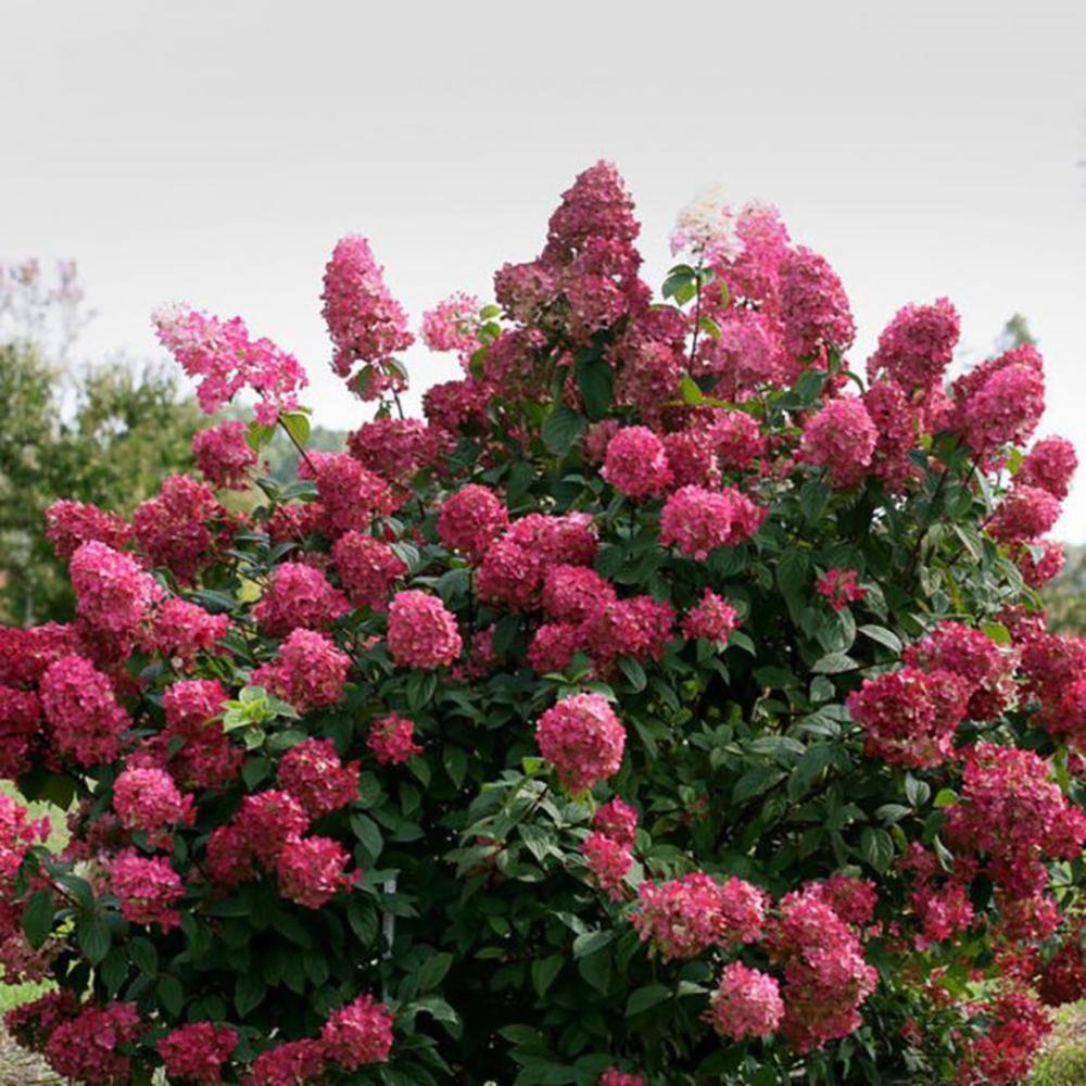 Hortensia de gradina Fire Light, cu frunze roz-rosiatic