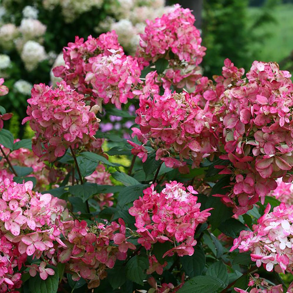 Hortensia de gradina Fire Light, cu frunze roz-rosiatic