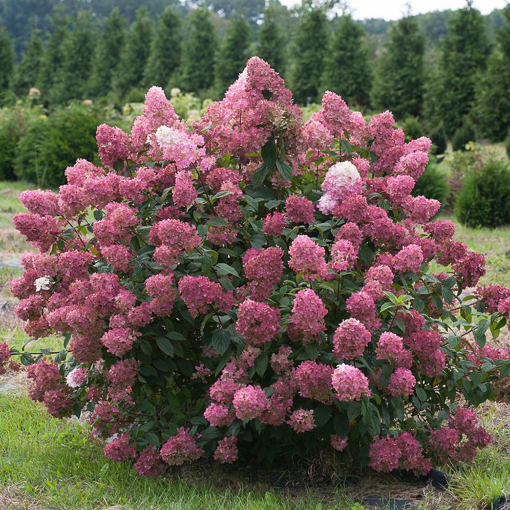 Hortensia de gradina Fire Light, cu frunze roz-rosiatic