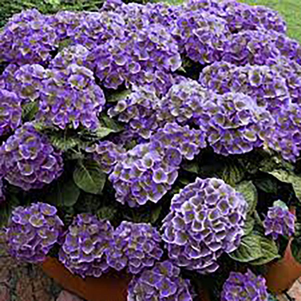 Hortensia de gradina Endless Summer Love, cu flori mov