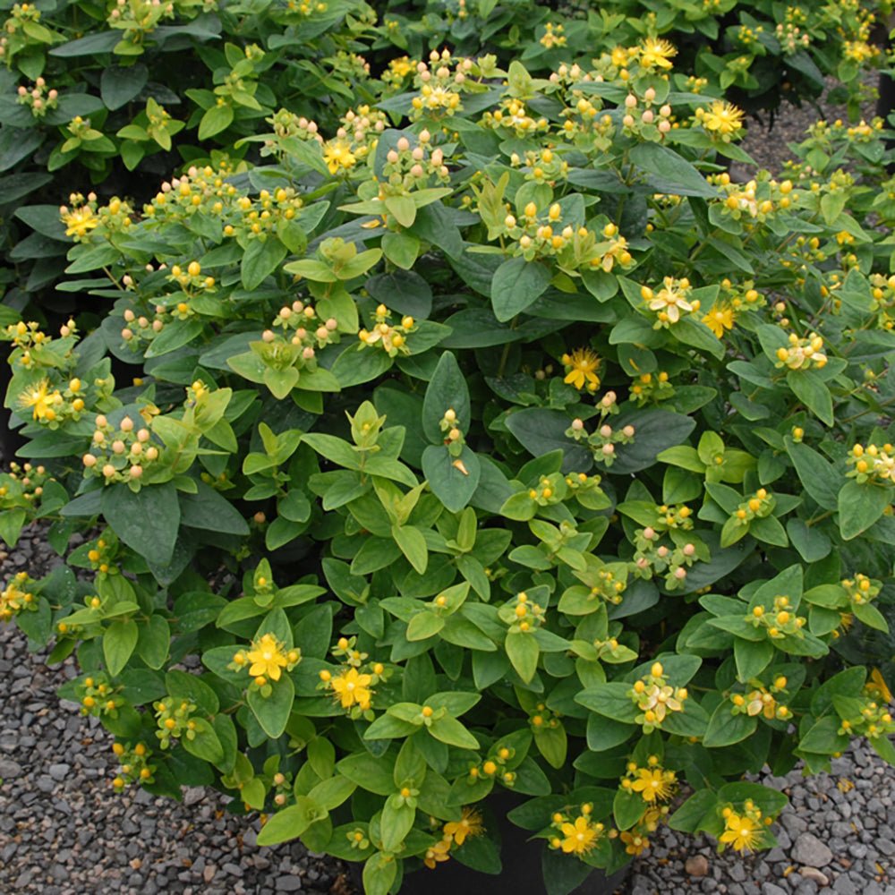 Sunatoare Decorativa Hypericum Calycinum