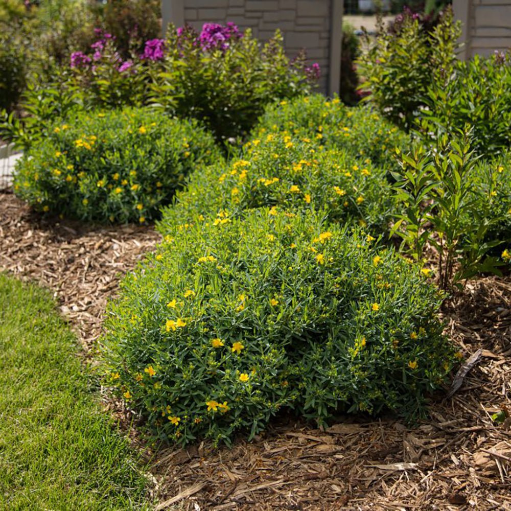 Sunatoare Decorativa Hypericum Calycinum