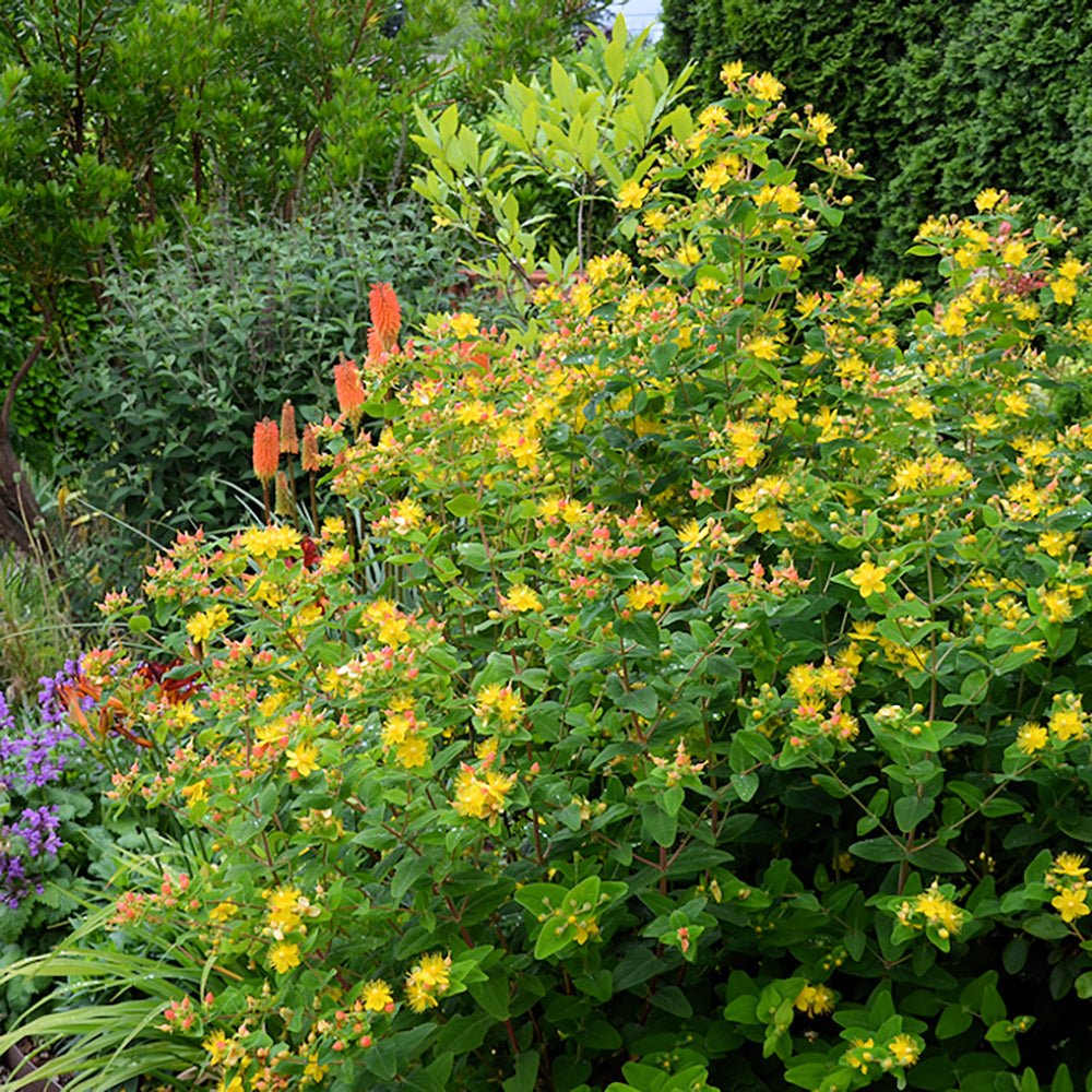 Sunatoare Decorativa Hypericum Calycinum