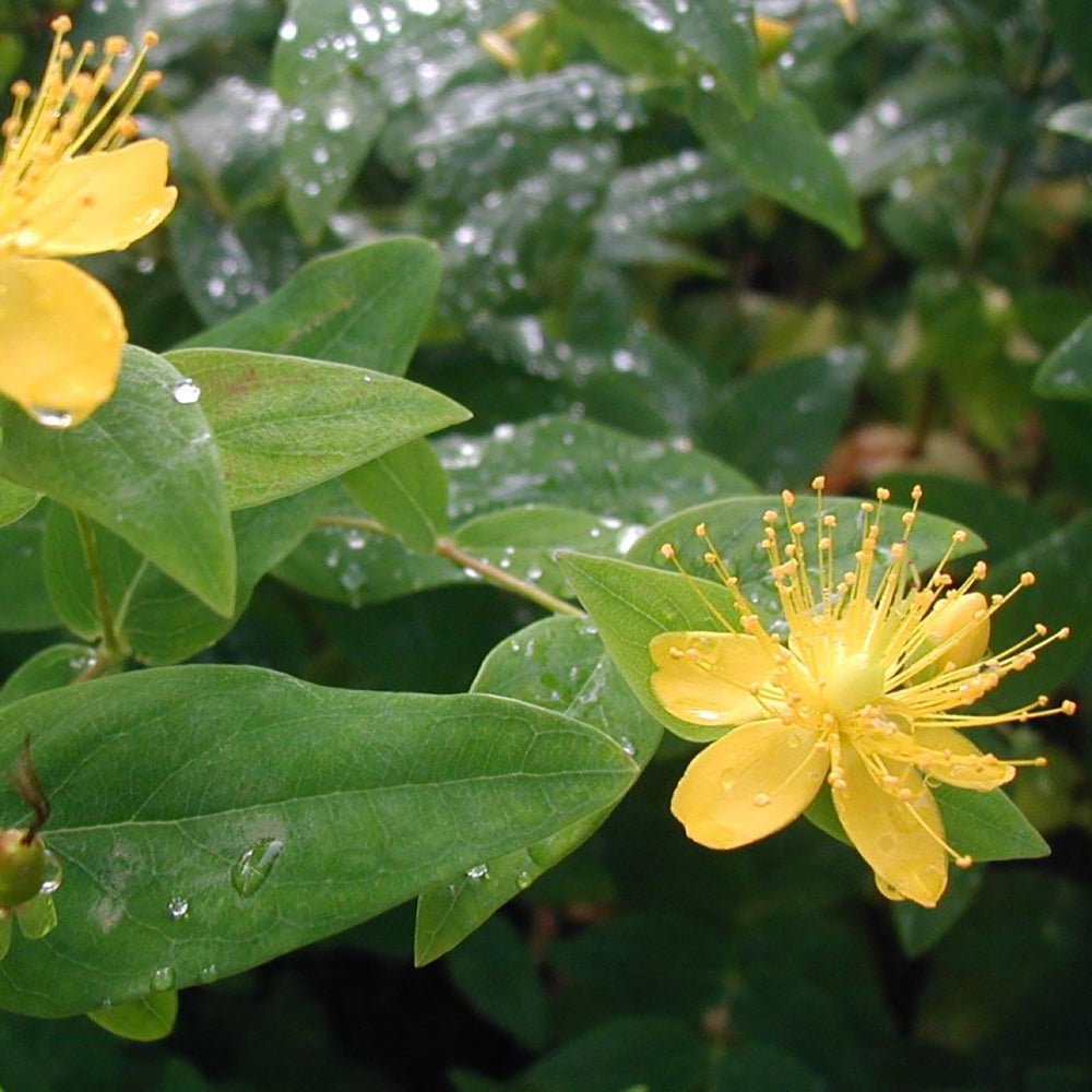Sunatoare Decorativa Hypericum Calycinum