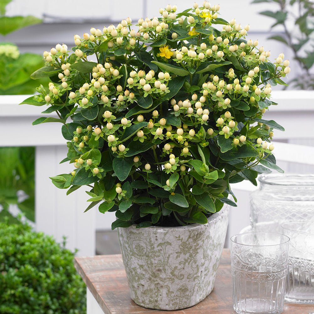 Sunatoare Decorativa Hypericum Calycinum