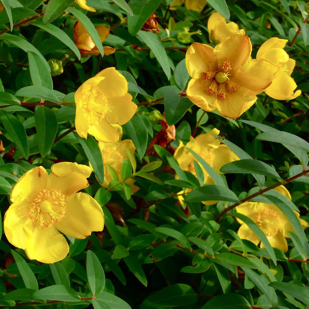 Sunatoare Decorativa Hypericum Hidcote, cu flori galbene