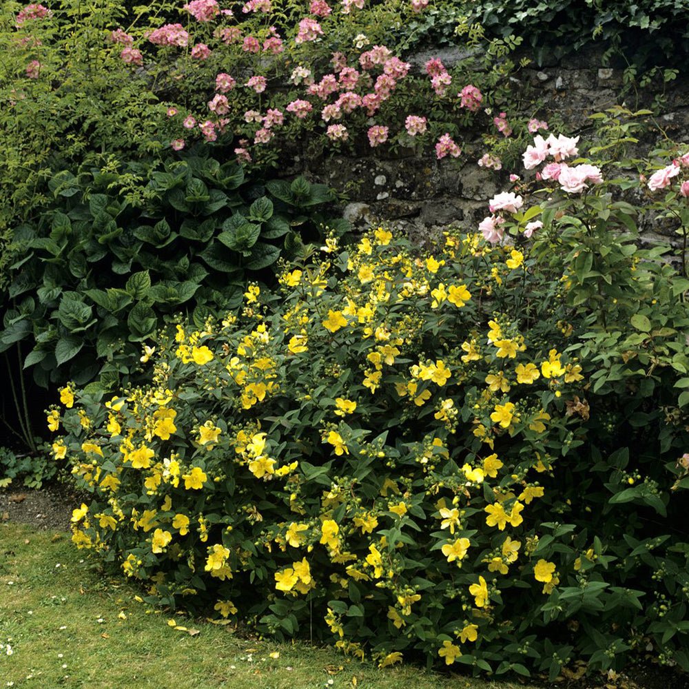 Sunatoare Decorativa Hypericum Hidcote, cu flori galbene