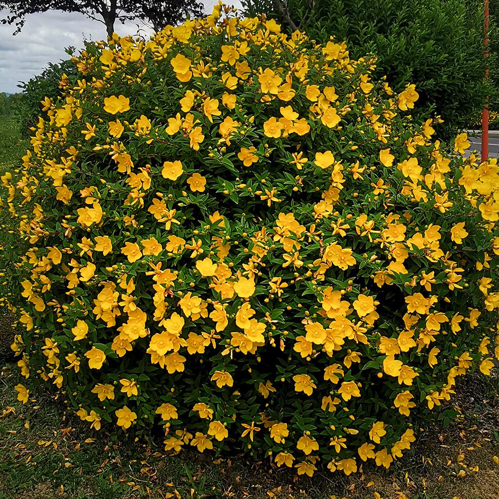 Sunatoare Decorativa Hypericum Hidcote, cu flori galbene