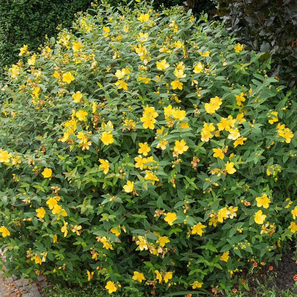 Sunatoare Decorativa Hypericum Hidcote, cu flori galbene