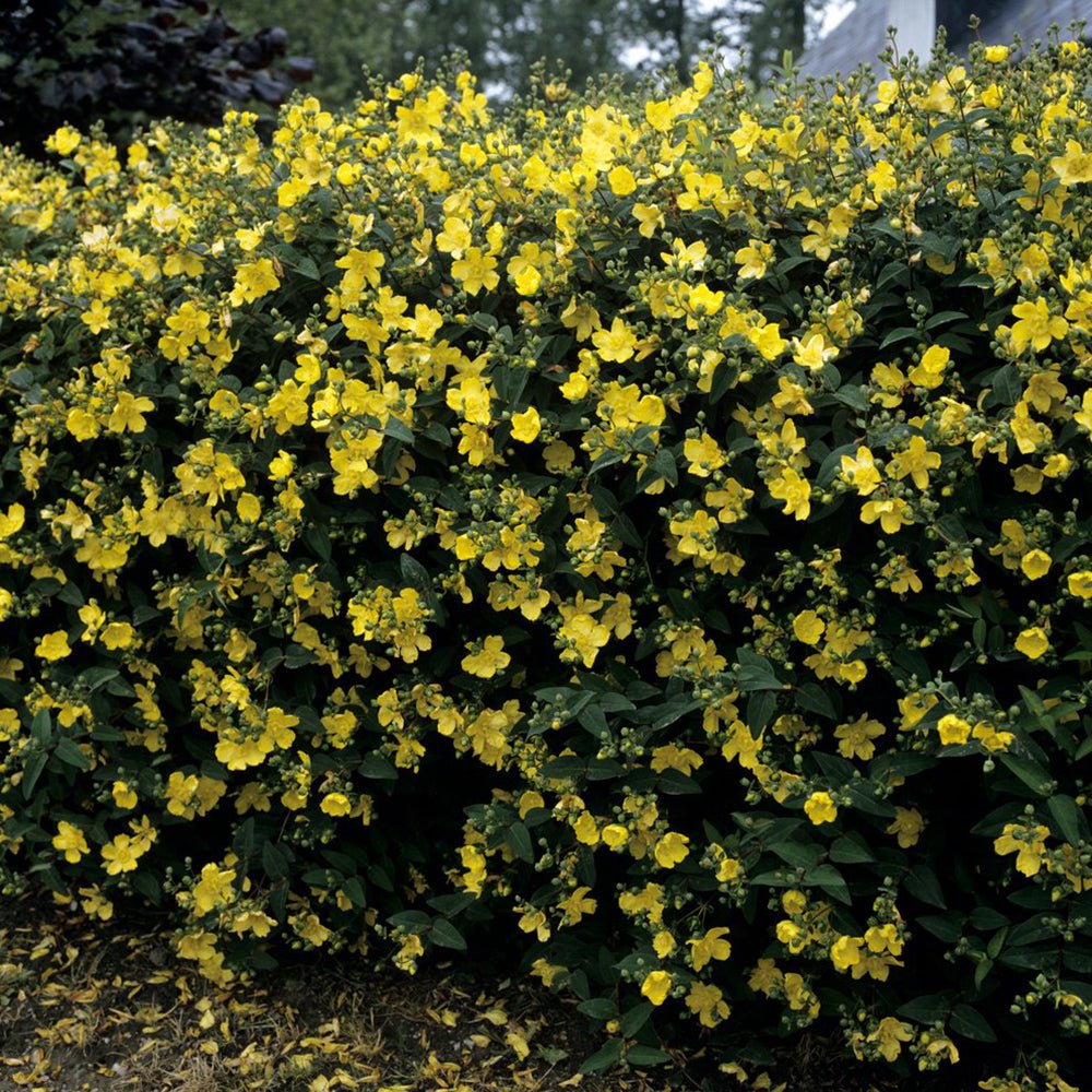 Sunatoare Decorativa Hypericum Hidcote, cu flori galbene