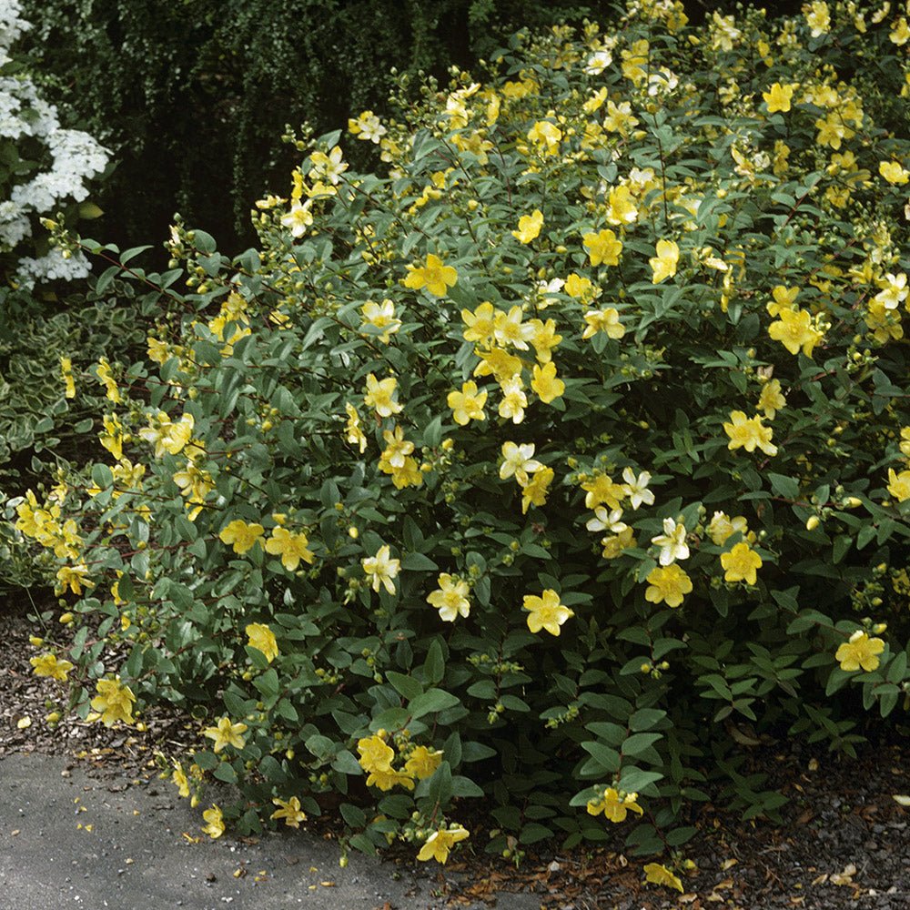 Sunatoare Decorativa Hypericum Hidcote, cu flori galbene