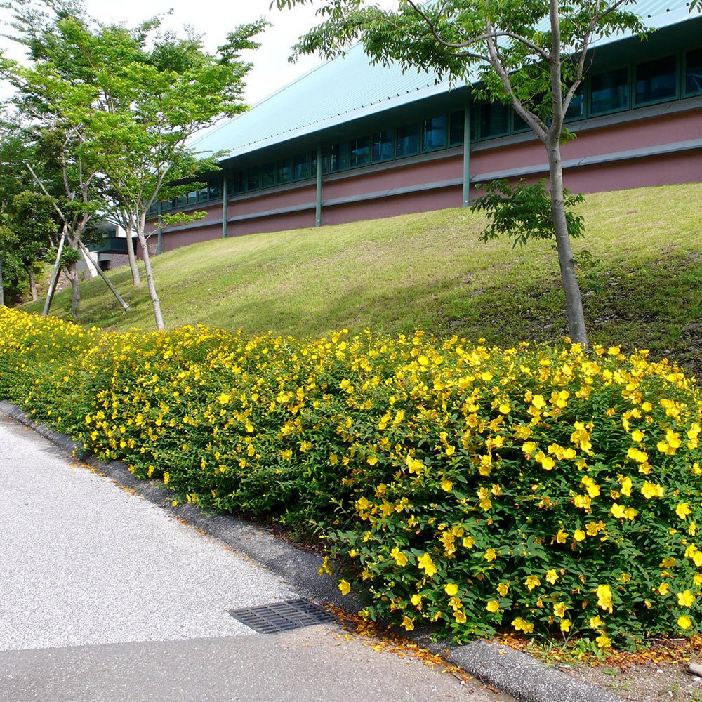 Sunatoare Decorativa Hypericum Hidcote, cu flori galbene