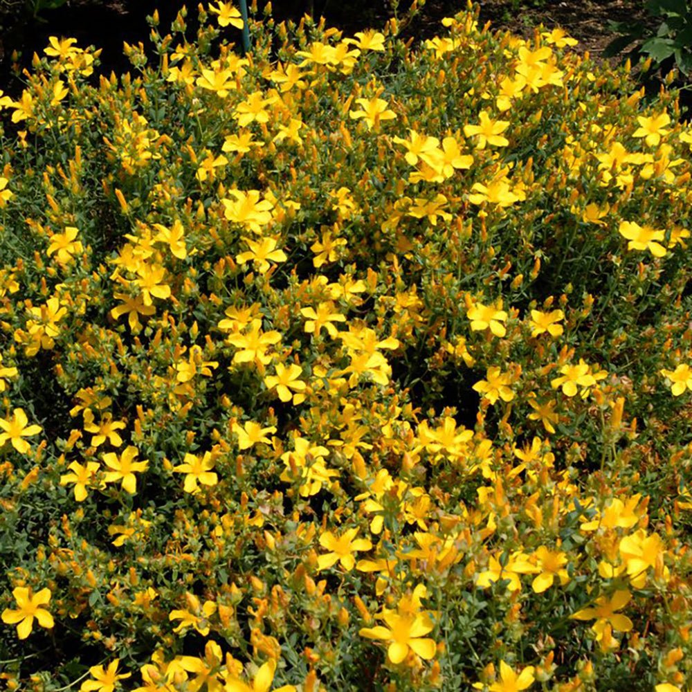 Sunatoare Decorativa Hypericum Hidcote, cu flori galbene