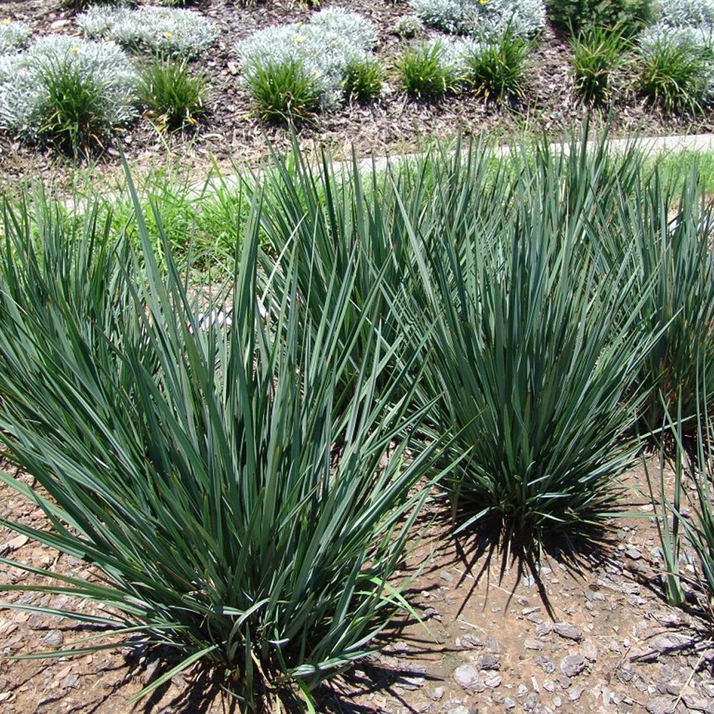 Iarba Albastra Ornamentala (Dianella Revoluta) Blue Stream