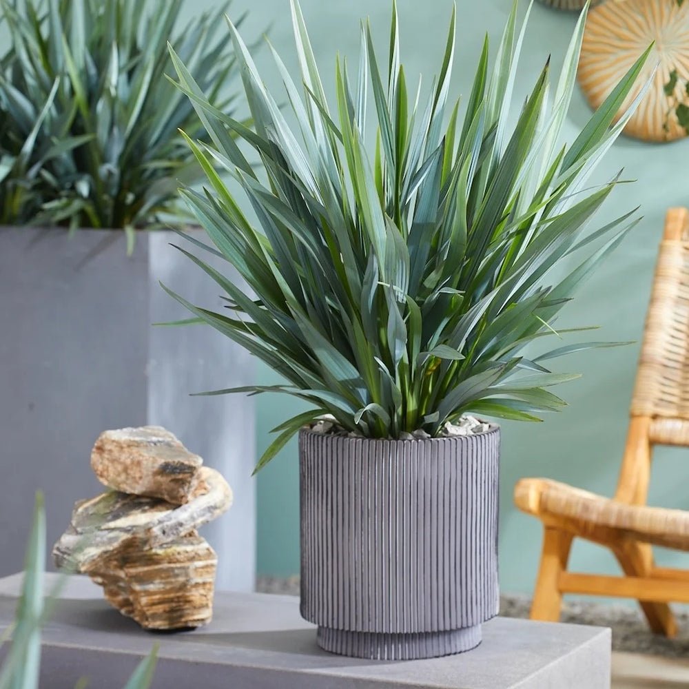 Iarba Albastra Ornamentala (Dianella Revoluta) Blue Stream