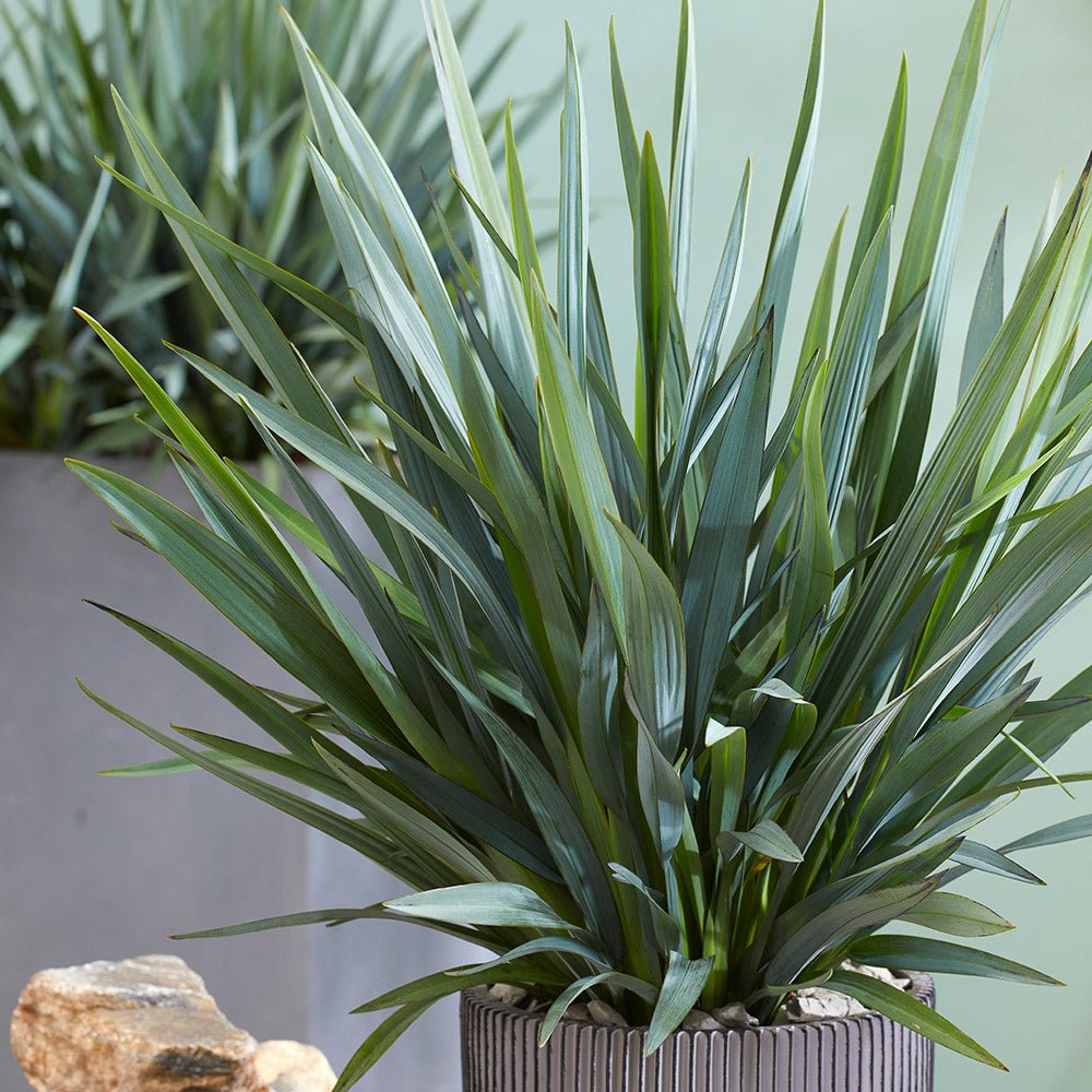 Iarba Albastra Ornamentala (Dianella Revoluta) Blue Stream