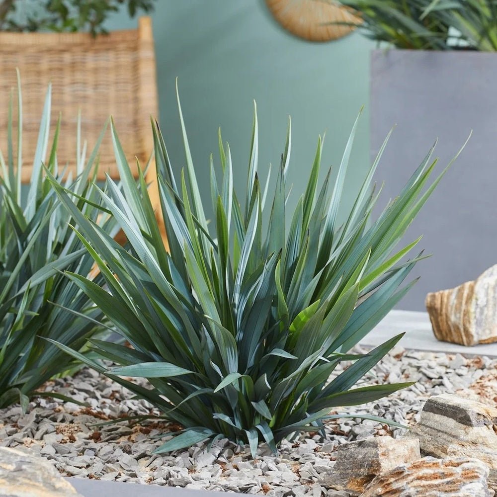 Iarba Albastra Ornamentala (Dianella Revoluta) Blue Stream