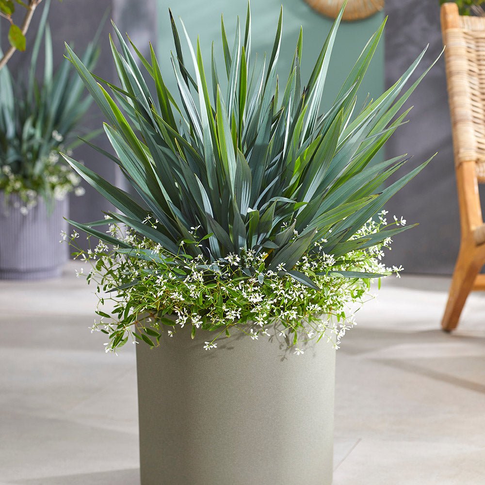 Iarba Albastra Ornamentala (Dianella Revoluta) Blue Stream